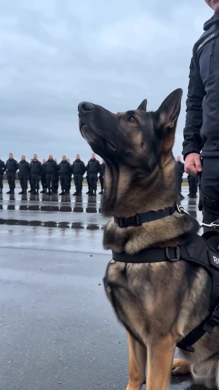 They Fired Me and Stole My K9s, But the Pack Remembered Their True Trainer