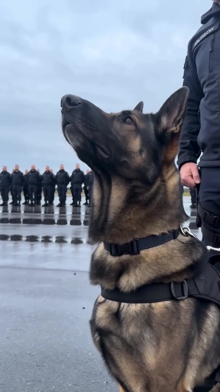 They Fired Me and Stole My K9s, But the Pack Remembered Their True Trainer