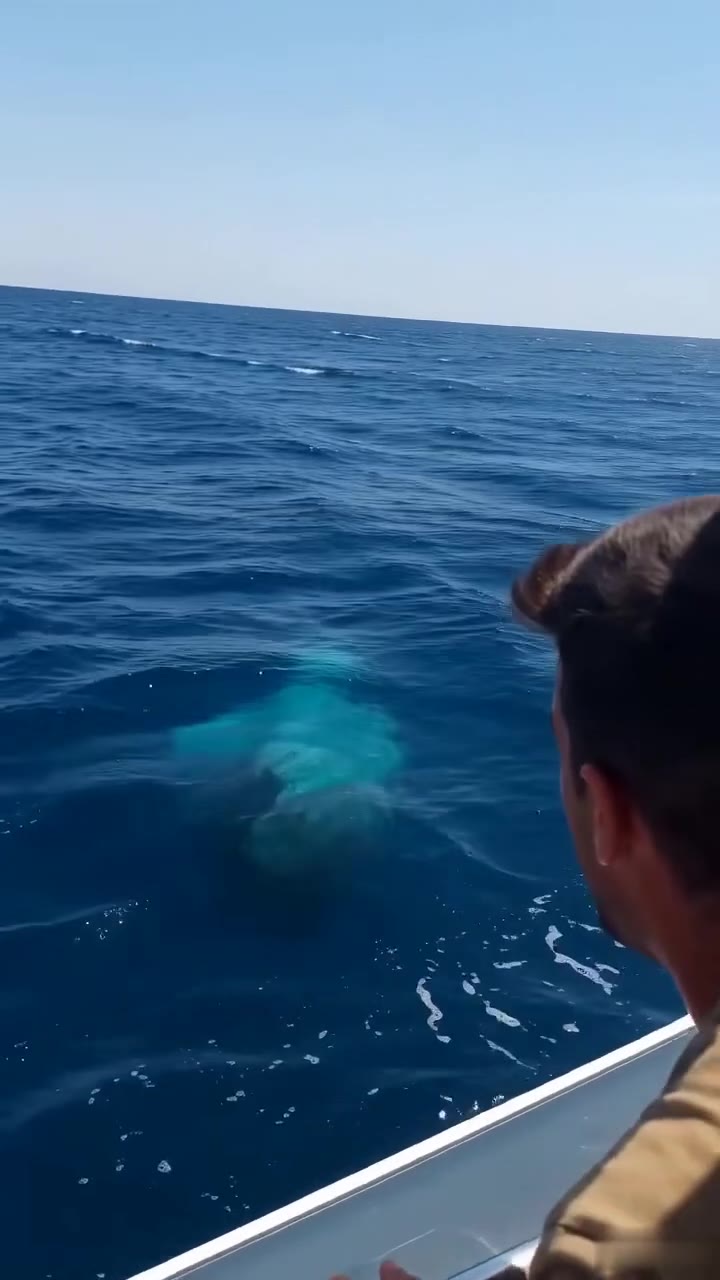 Mi hermano me arrojó al mar desde nuestro yate, pero un policía cambió mi destino