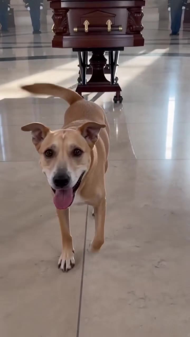 My Late Husband's Dog Barked at His Casket, Revealing a Shocking Family Secret
