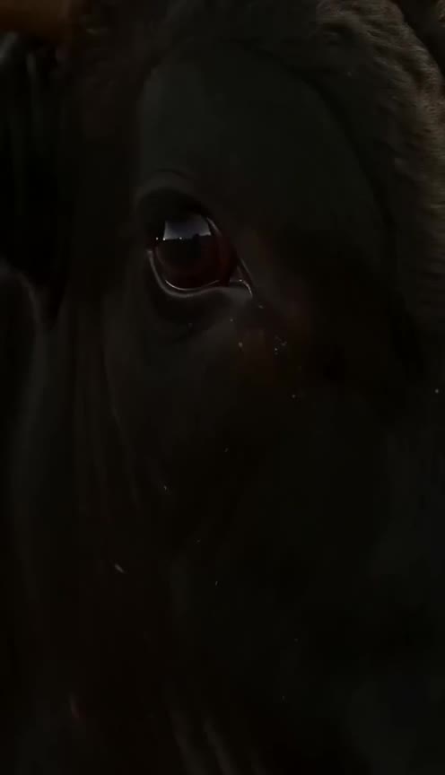 My Late Father Left Me a Red Bandana to Face the Raging Bull