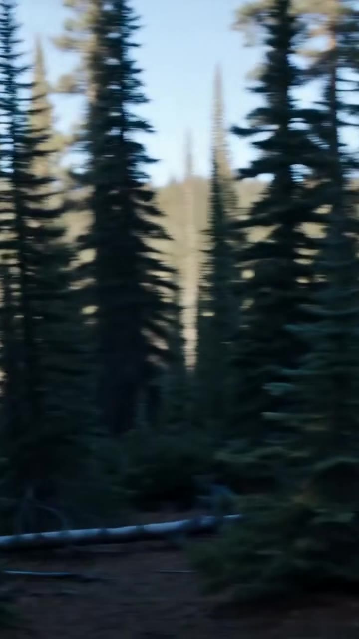 I Saved a Drowning Wolf From the Frozen Lake—Then His Pack Surrounded Me