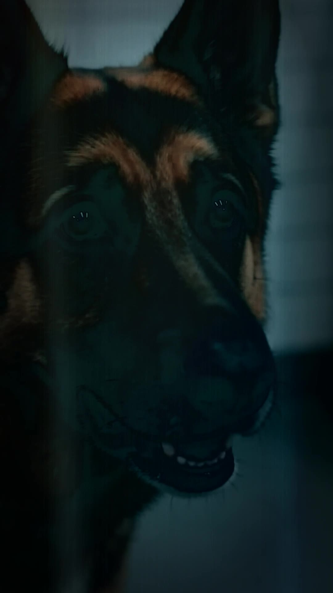 The Dog Knew He Was Alive Before the Doctors Did — Then He Opened His Eyes