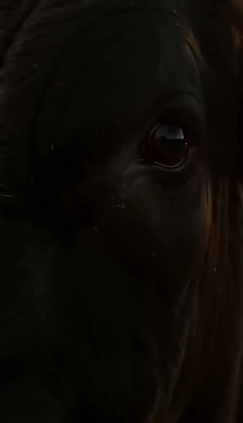 My Uncle Sold My Father's Bull, But the Beast Remembered Our Family Secret